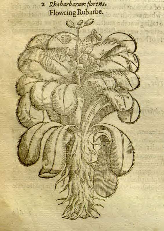 Séné (plante) — Wikipédia