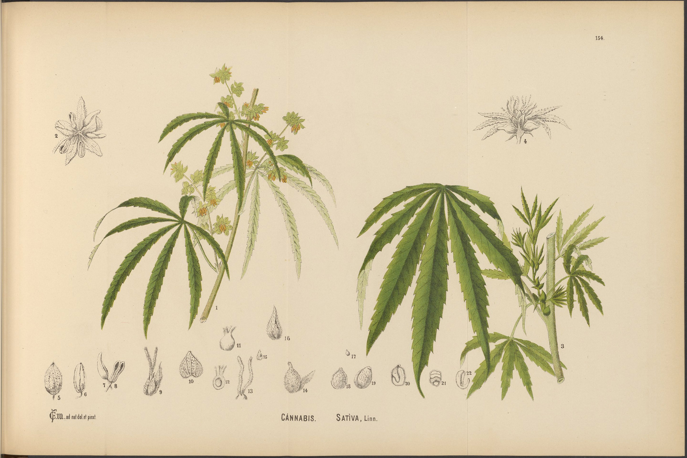 Cannabis. Sativa, Linn. Cannabis. Sativa, Linn.